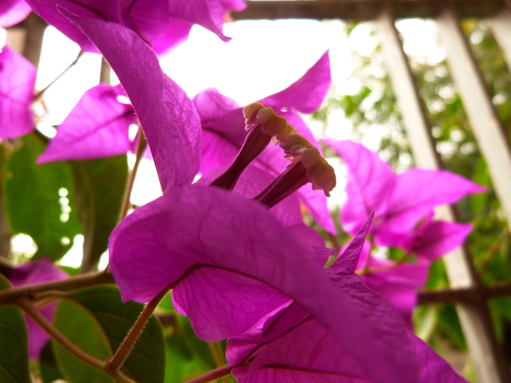 "flores de otoo II" de Lidia Noemi Olivera