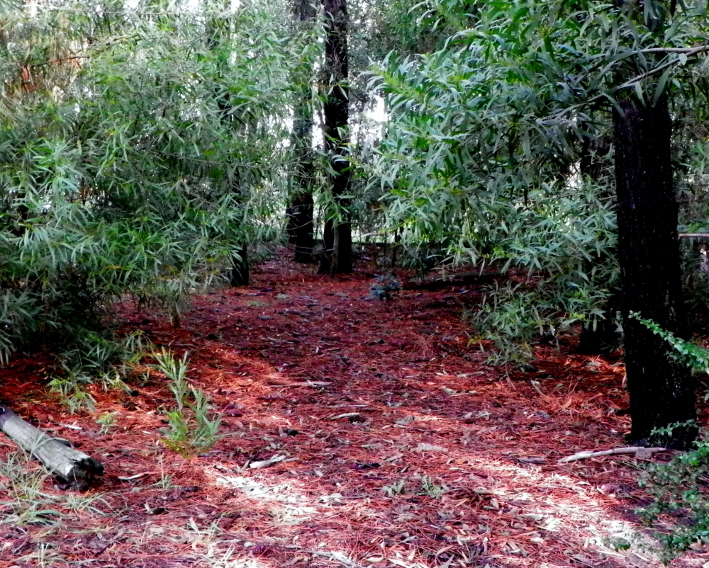 "Mi Bosque" de Julia Morales Furest