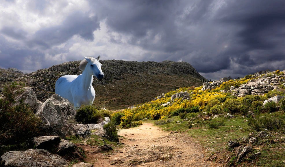 "Fantasia del caballo blanco" de Edith Polverini