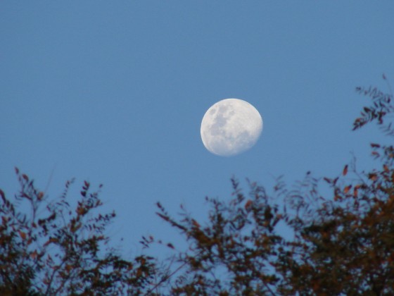 "-Espiando la Luna-" de Maricel Benegas