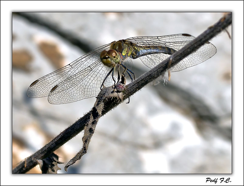 "Libelula comiendo." de Pedro Fierro C Photography