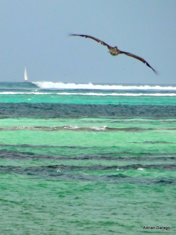 "De Pelicanos y veleros" de Adrian Darago