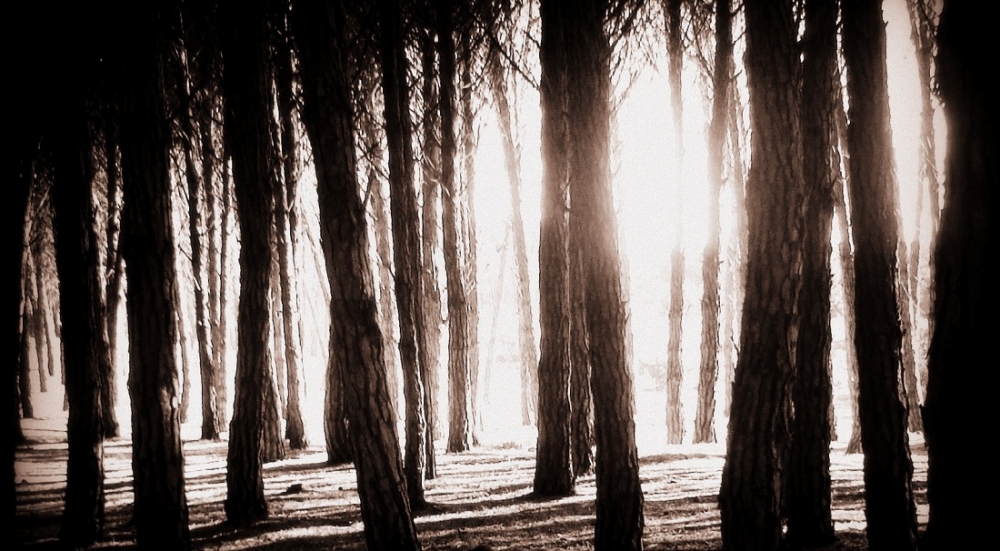 "Al otro lado del bosque." de Roberto Velazquez