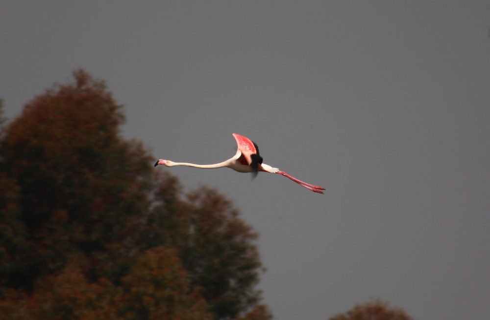 "Buen vuelo" de Manuel Angel Patio