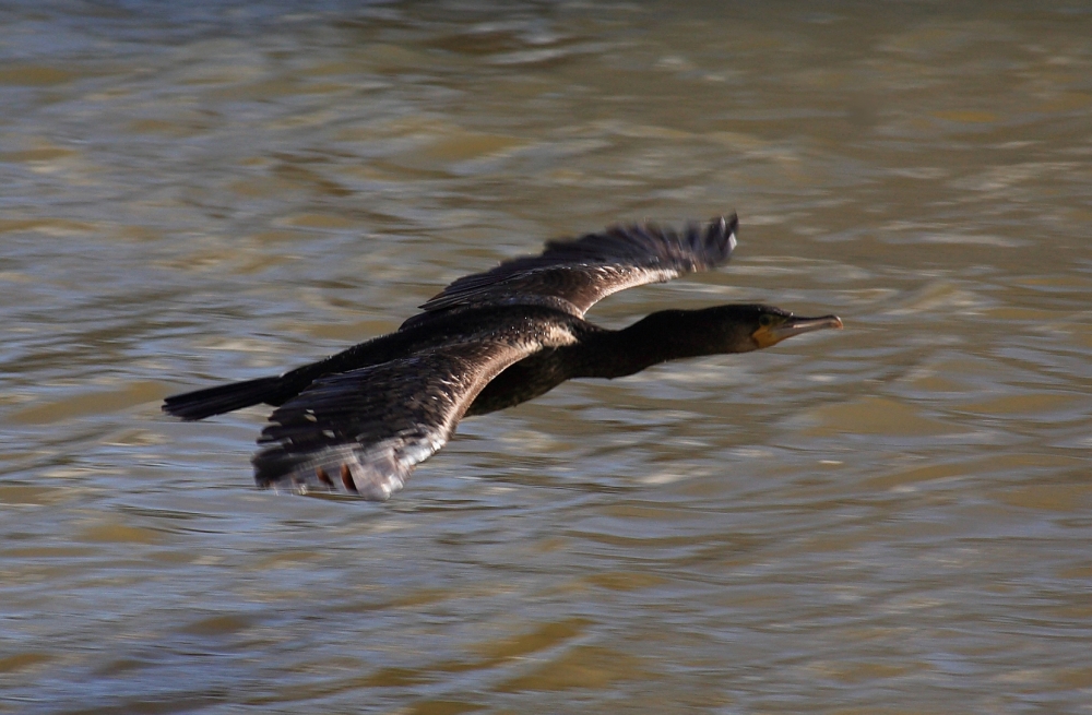 "En vuelo rasante" de Manuel Angel Patio