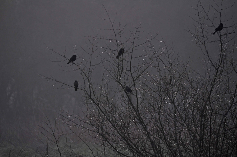 "Gotitas en la Niebla" de Ricky Kimmich