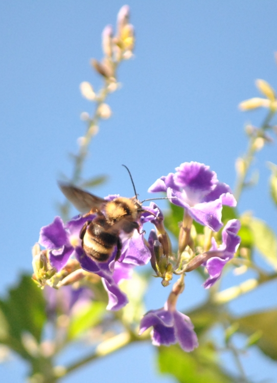 "abeja reina" de Mauro Sartori