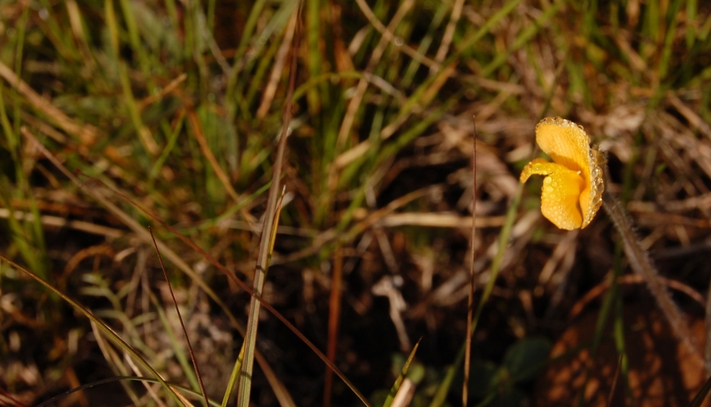 "Flor silvestre...." de Romina Esponda