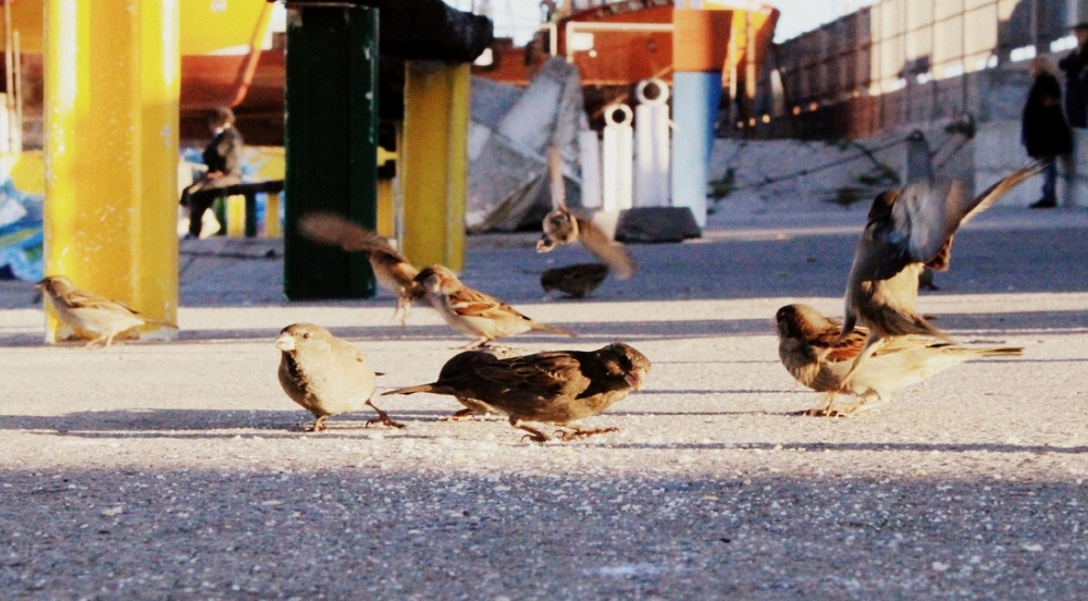 "Volar, planear y comer." de Roberto Velazquez