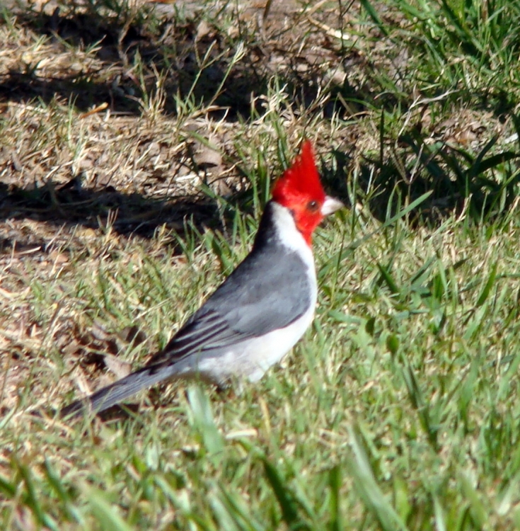 "Cardenal" de Victor Fontana