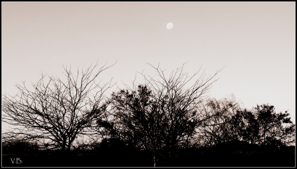 "Arboles y luna" de Viviana Braga