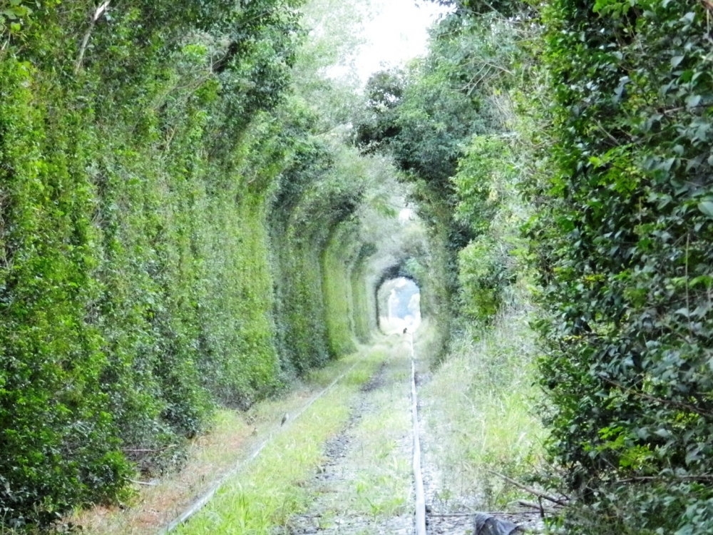 "Tunel que form el tren" de Andrea Maria J Muttis