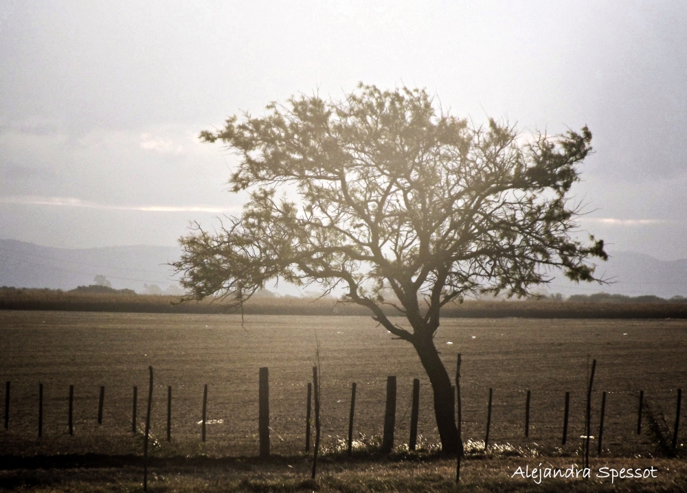 "Solo al sol..." de Alejandra Spessot