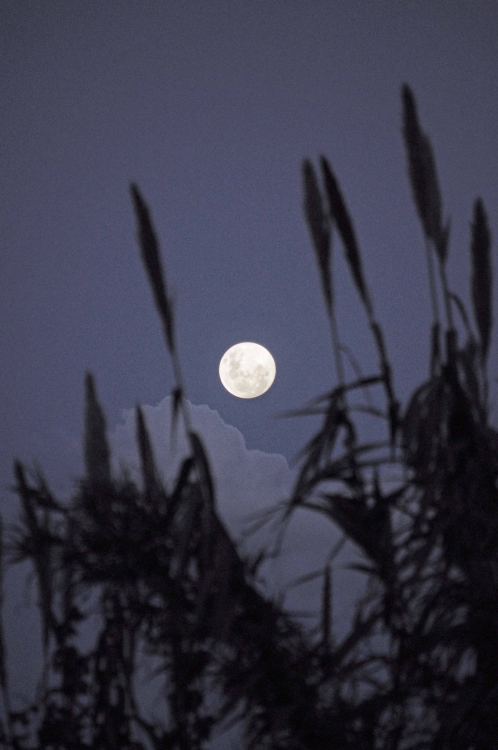 "Un Luna para Vero" de Ricky Kimmich