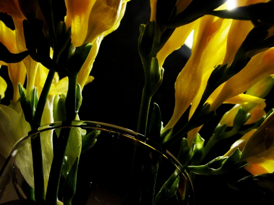 "fresias amarillas" de Andrea Cormick