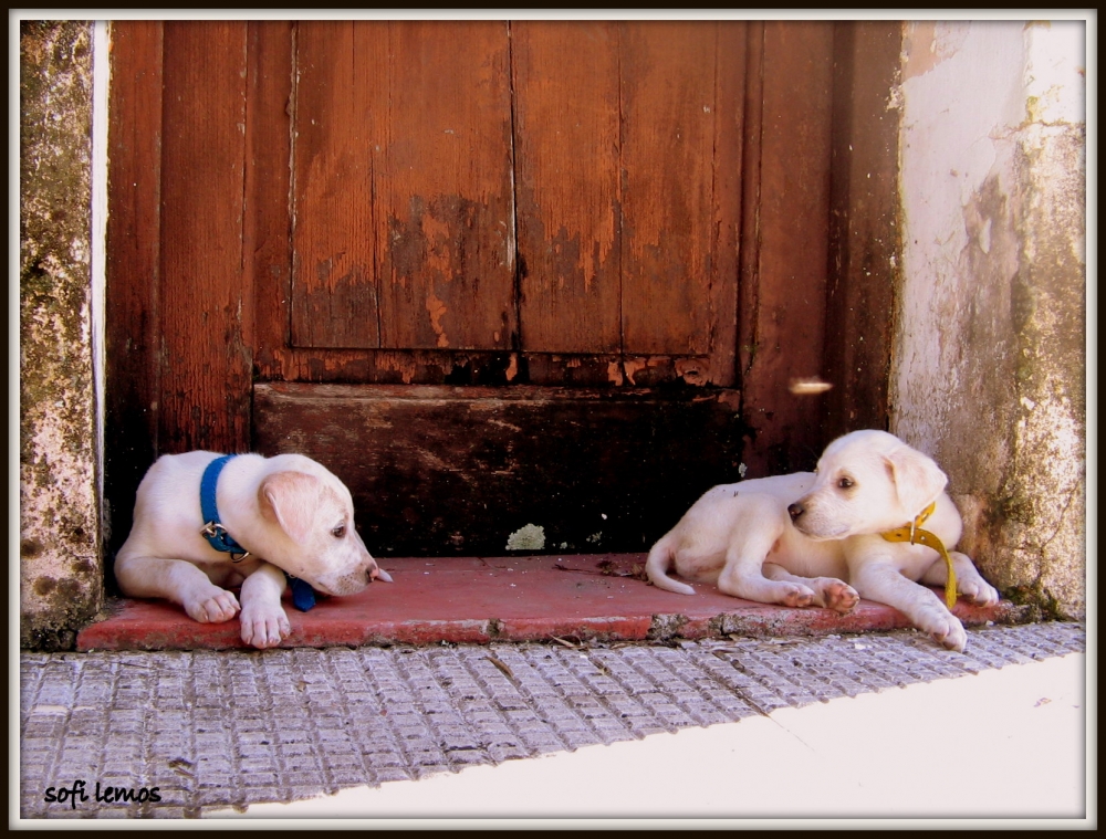 "amigos" de Lemos Sofia