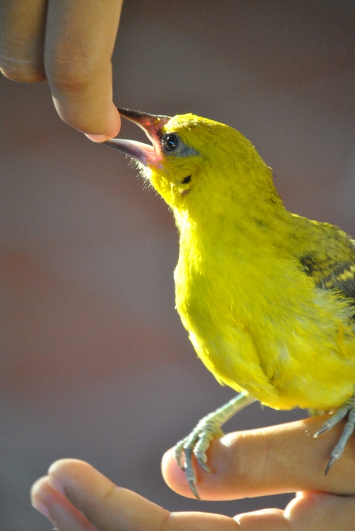 "`Amor por la Naturaleza`" de Danny Mclean