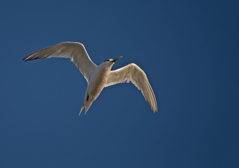 "volando" de Edith Polverini