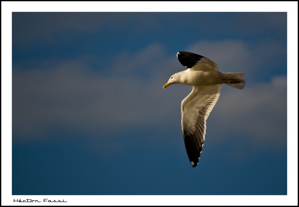 "A volar mi amor... Vamos a volar!!!" de Hctor Fassi