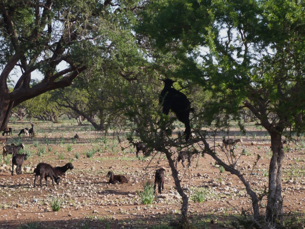 "Dela serie`Las cabras de los Arganes`" de Alicia Mazzeo