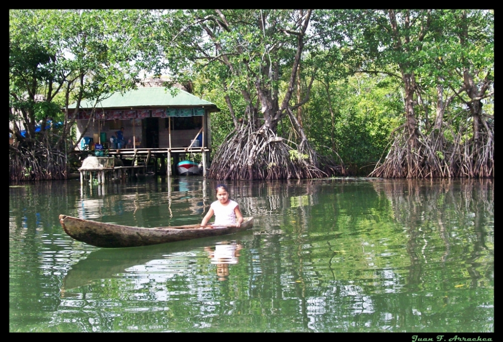 "vivir en el manglar" de Juan Francisco Arrachea