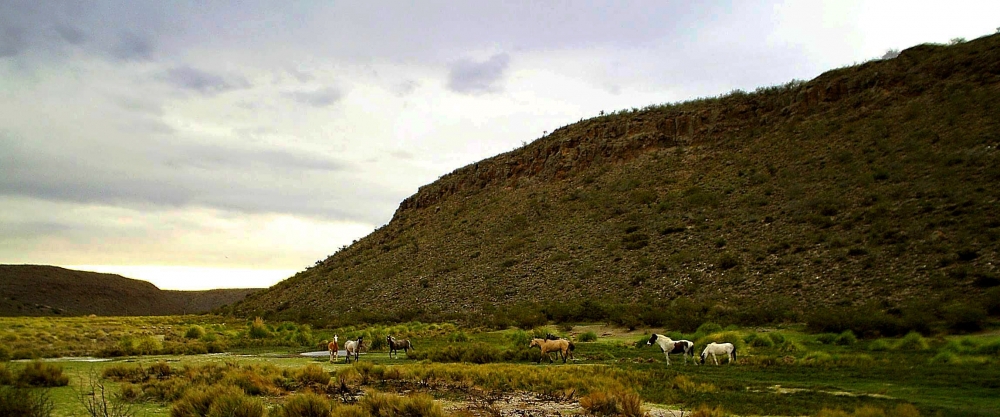 "Caballos Salvajes" de Martn Crudo Martnez