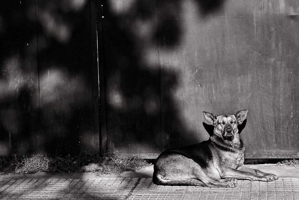 "Al sol" de Elizabeth Gutirrez (eligut)