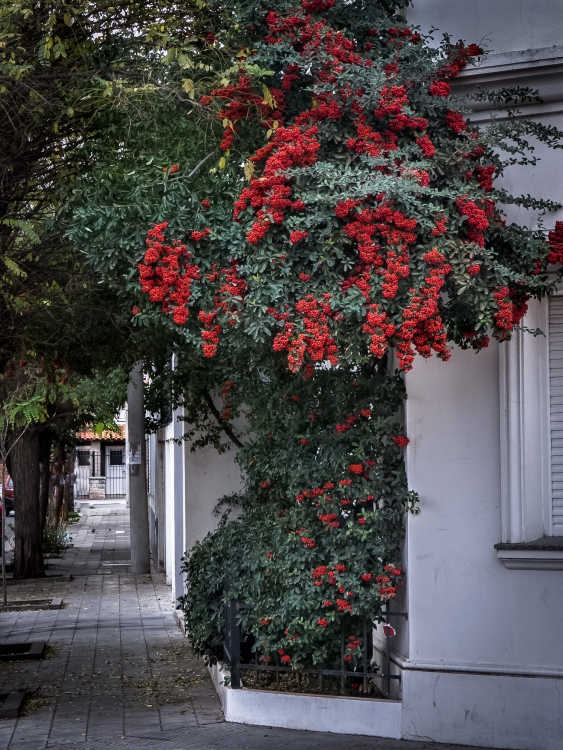 "Rojo" de Fernando Buezas