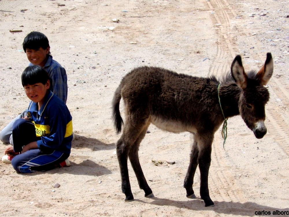 "Platero y ellos" de Carlos Alborc