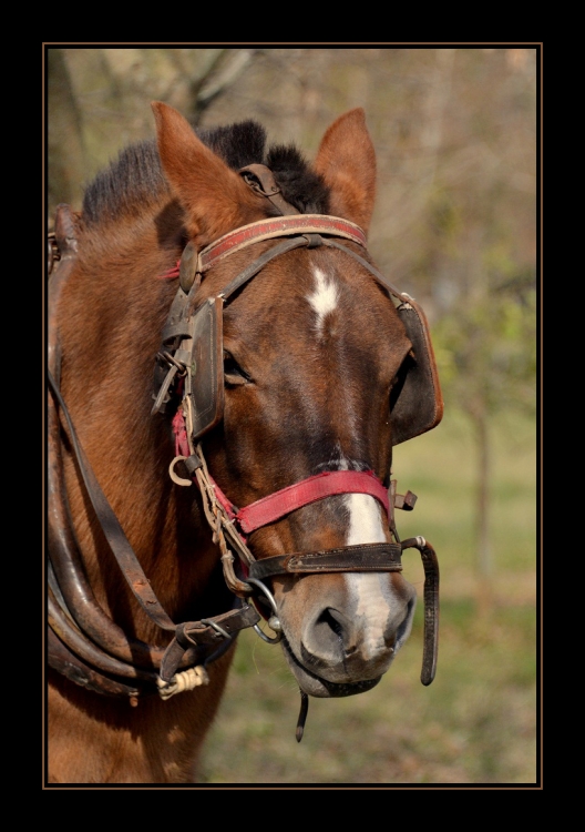 "caballito" de Mercedes Orden