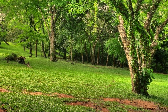 "En el Bosque" de Jonny Santo