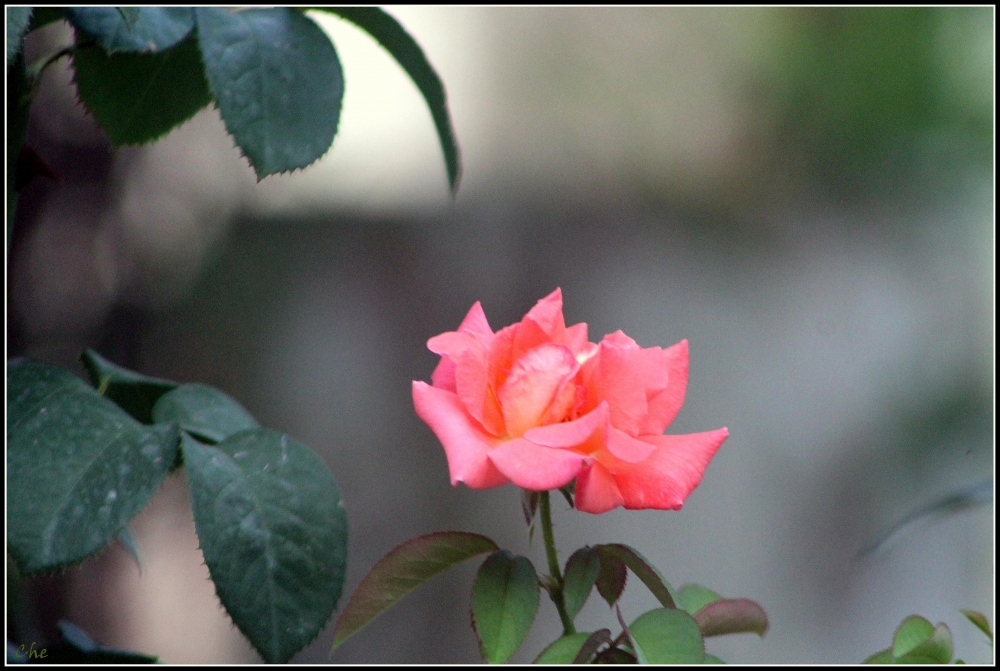 "Rosa de lejos" de Cecilia Navarro