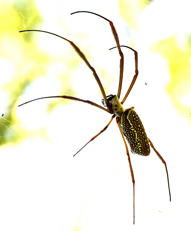 "nephila" de Edith Polverini