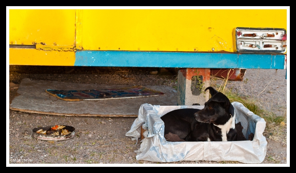 "plato de guiso y un perro en su moises" de Daniel Aciar