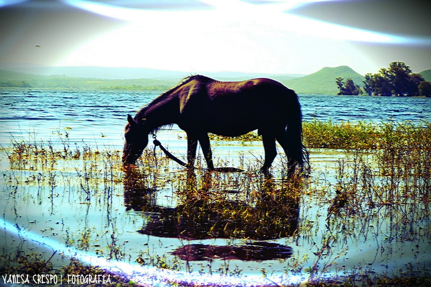 "Reflejos" de Vanesa Crespo