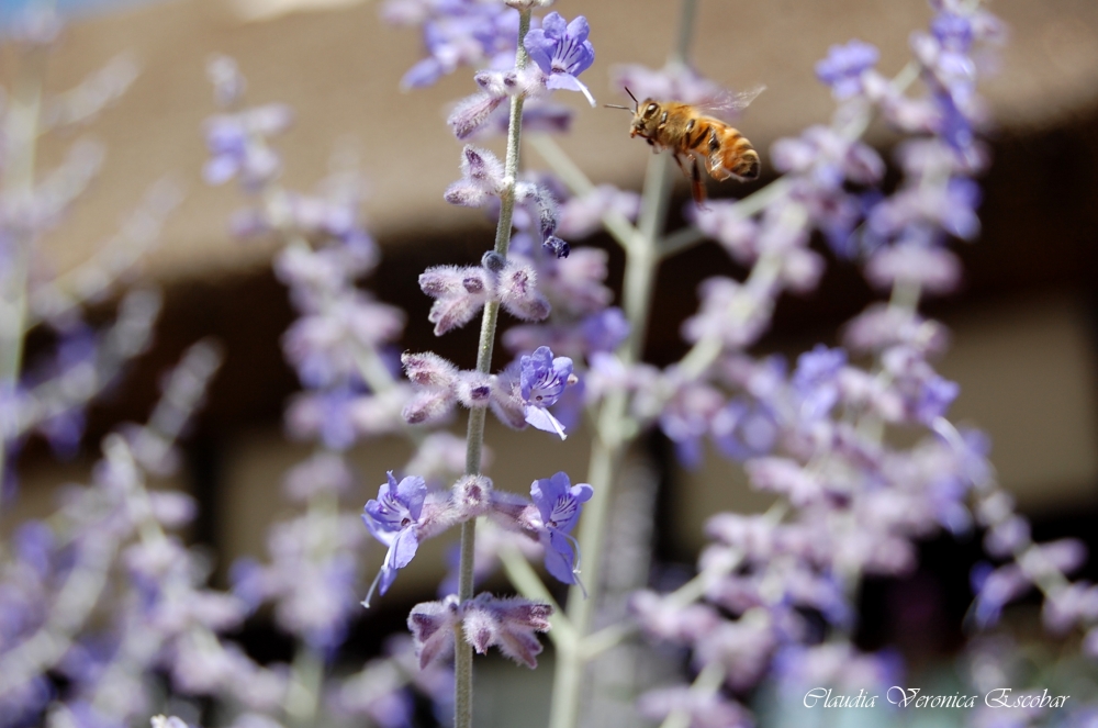 "La Abeja" de Claudia Veronica Escobar