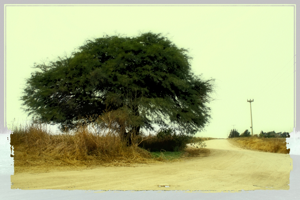 "El algarrobo del cruce" de Maria Cristina Silva