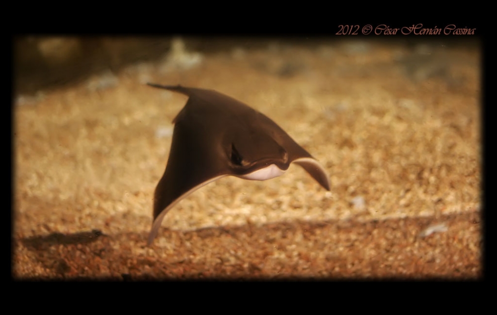 "Sobrevolando" de Csar Hernn Cassina