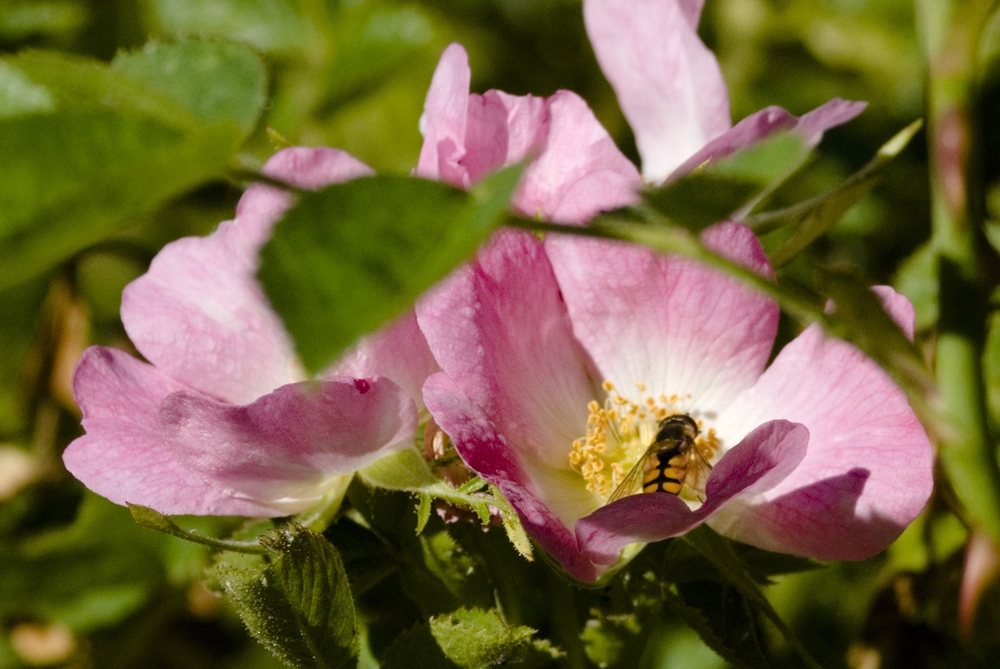 "una linda flor." de Ricardo Clodomiro Torres