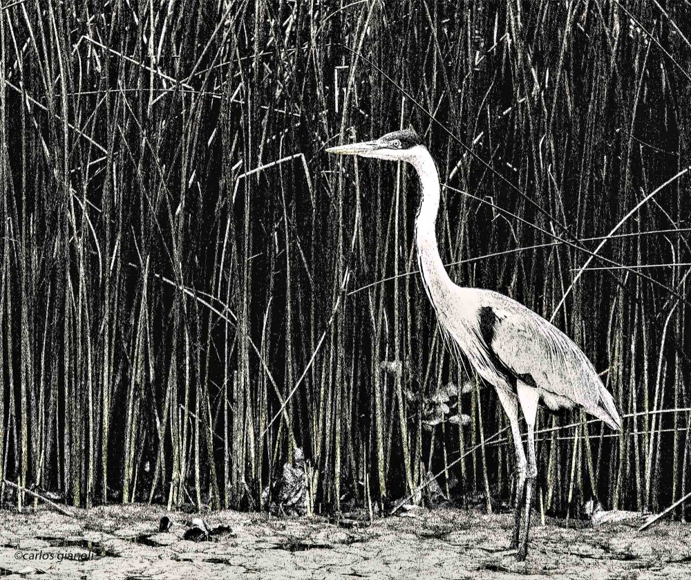 "Garza Mora y juncos" de Carlos Gianoli