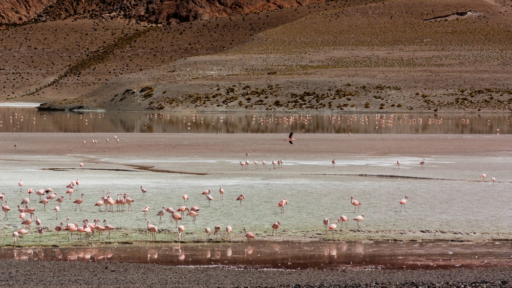 "Flamencos de la Puna Catamarquea" de Fernando Toucedo Urban