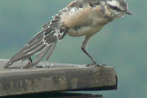 "Equilibrista" de Fernando Javier Ceretti