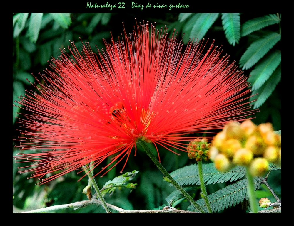 "Naturaleza 22 - Diaz de vivar gustavo" de Gustavo Diaz de Vivar