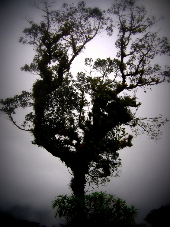 "Arbol de brumas" de Noe Alfaro