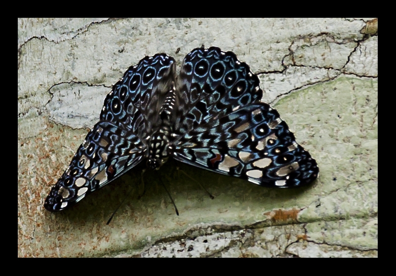 "Mariposa raris especie" de Daniel Gustavo Bravo