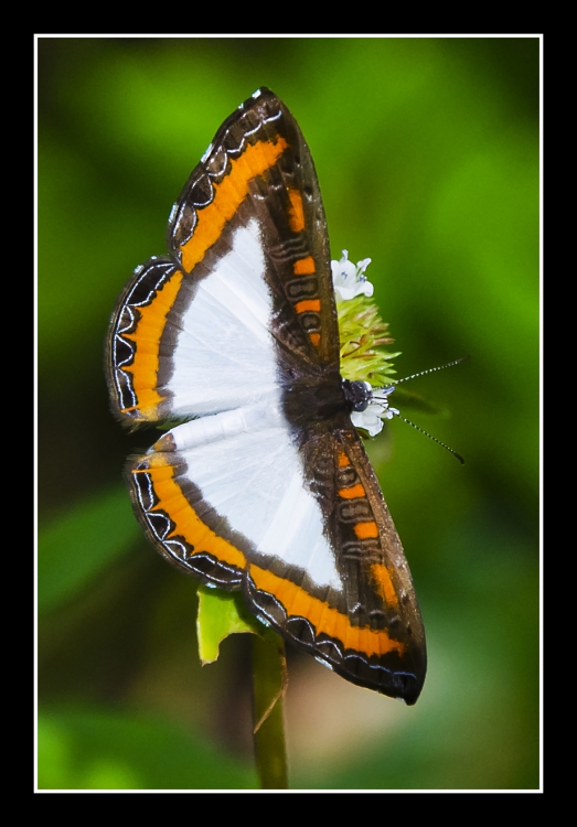 "Mariposa en detalle" de Daniel Gustavo Bravo