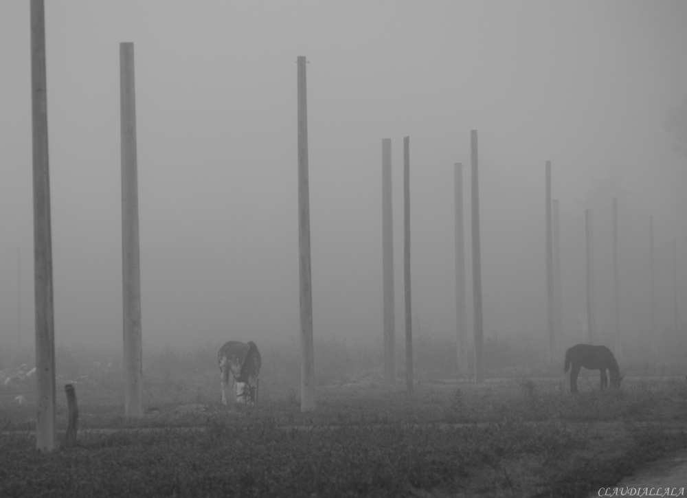 "Bajo la niebla" de Claudia Alejandra Allala