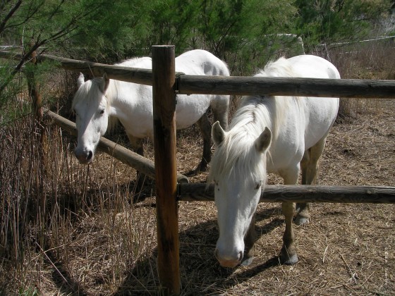 "caballos" de Neus Del Alamo