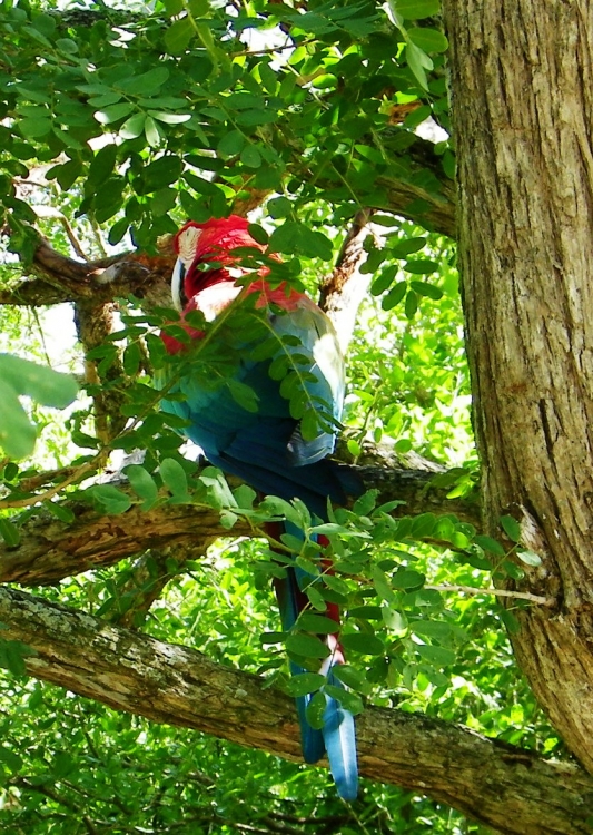 "Guacamaya" de Piero Francesa