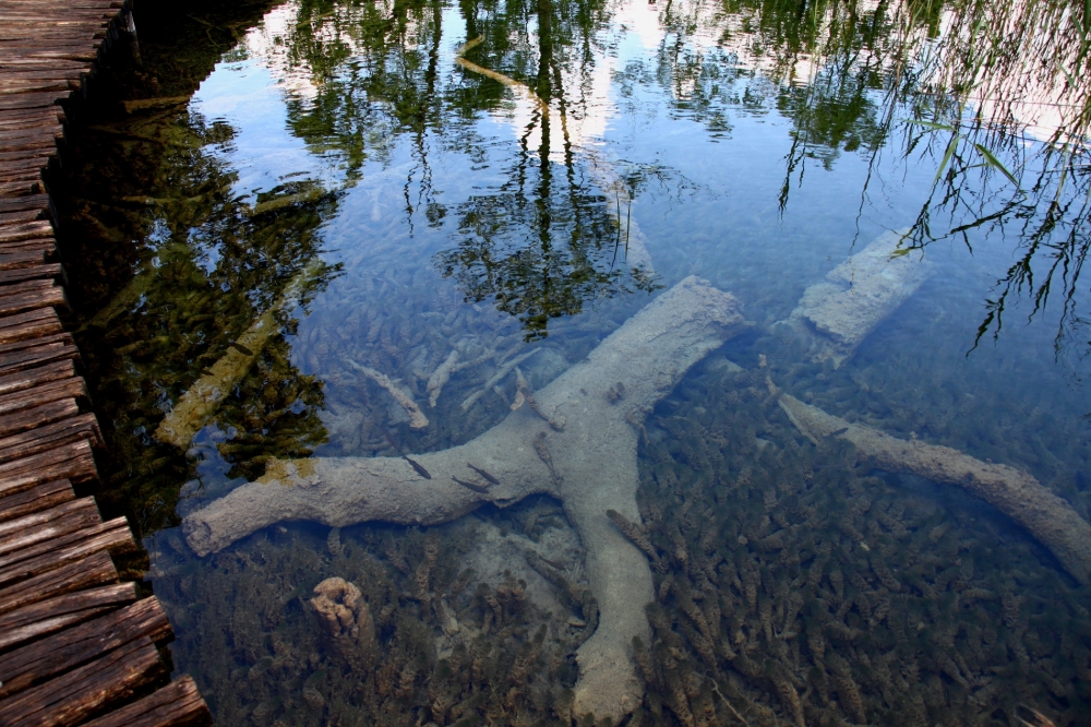 "Reflejo y Fondo" de David Eduardo Montemurri